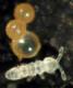 Collembola tojásokkal