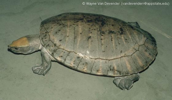 Tabasco-teknős