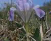 Apró nőszirom (Iris pumila)