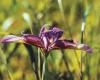 Pázsitos nőszirom (Iris graminea)