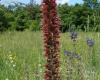 piros kígyószisz (Echium russicum /maculatum)