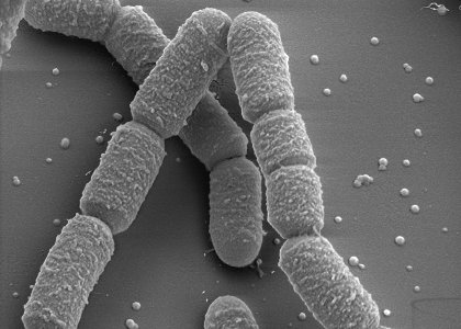 bacillus baktériumok