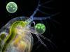 Daphnia sp.