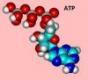 ATP (adenozin-trifoszfát)