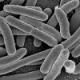 Azotobacter, A talajban élő aerob nitrogénfixáló baktériumok izolálása és identifikálása