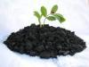 http://spin-project.eu/img/12043_Ecoera_biochar_ladybug.JPG