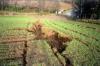 Soil Thematic Strategy