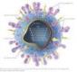 http://viromag.wordpress.com/2009/02/06/avian-influenza-some-facts/
