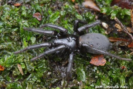 Gnaphosa Modestior A Spider Species Environmental Information