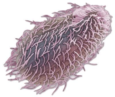Cell with flagella