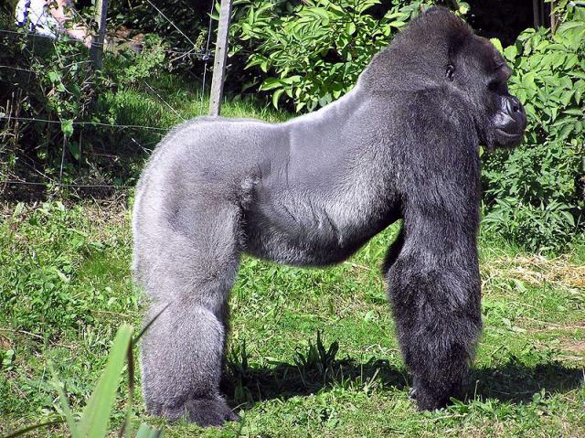 Nyugati gorilla 