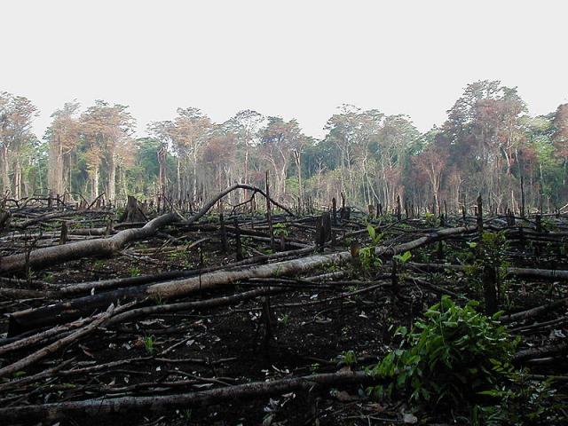  http://www.alternativenergia.hu/wp-content/uploads/2009/11/amazon_deforestation