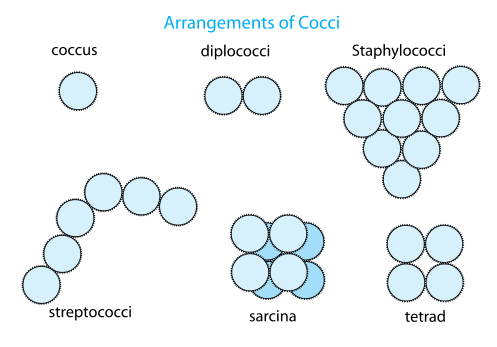 Arrangement of cocci