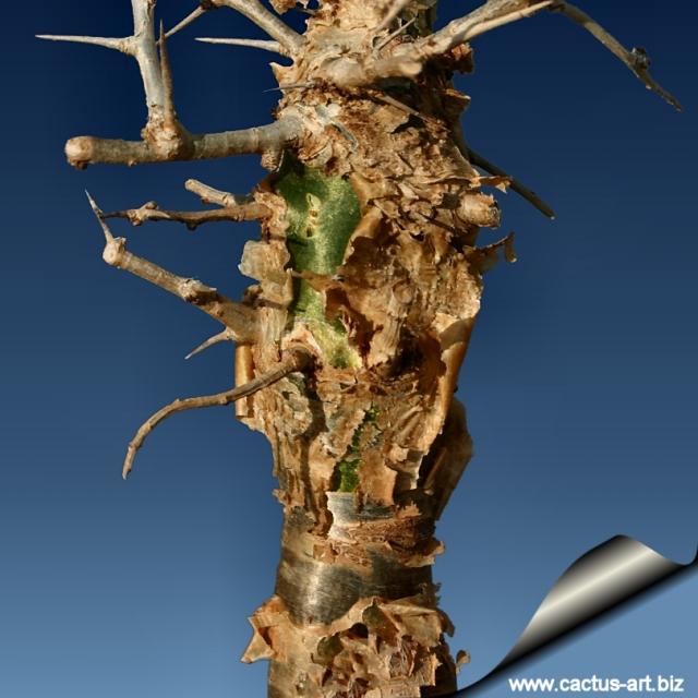 http://www.cactus-art.biz/schede/COMMIPHORA/Commiphora_myrrha/Commiphora_myrrha/