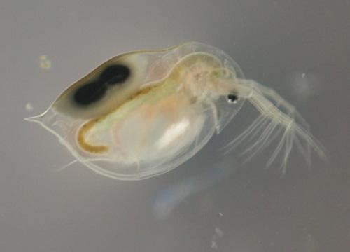 http://www.appslabs.com.au/images/Daphnia%20with%20eggs%201.jpg