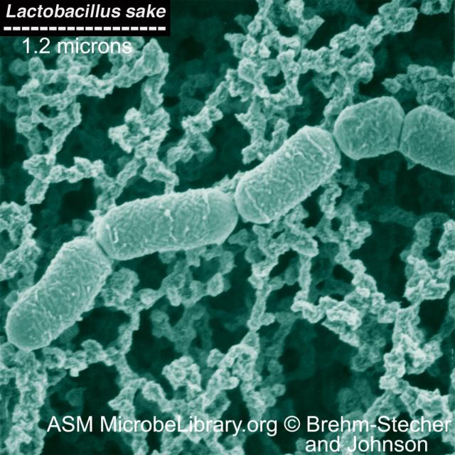 Lactobacillus sake