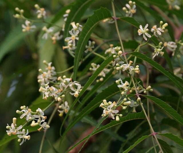 Neem-fa (Azadirachta indica) 