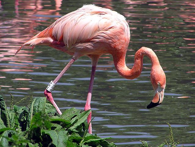 Rózsás flamingó 