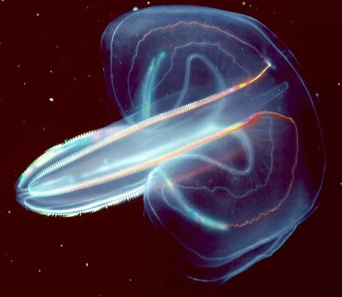 Bordás medúzák (Ctenophora)
