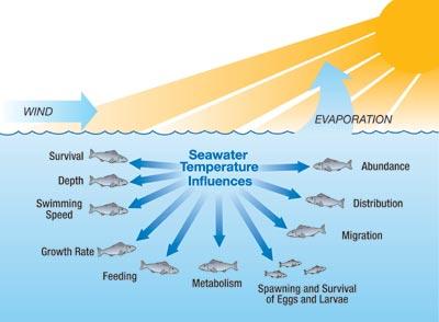 Effect of water temperature on fish