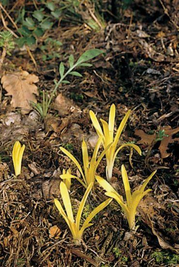 Vetővirág (Sternbergia colchiciflora)
