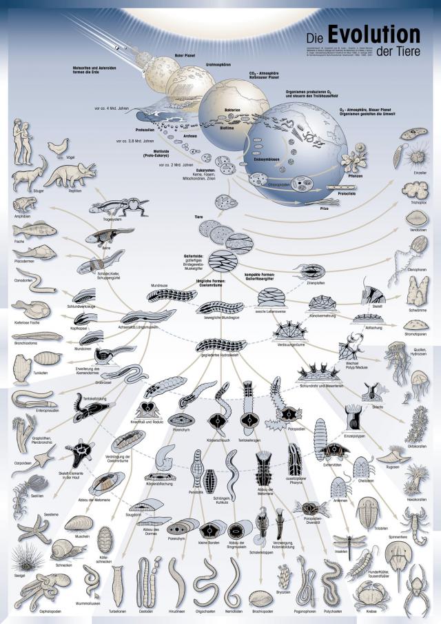 Az Llatok Evol Ci Ja K Pekkel Illusztr Lva K Rnyezetv Delmi INFOrm Ci   AnimalsEvolution 