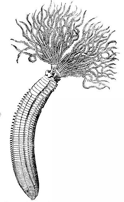 Gyűrűsférgek  (Annelida)