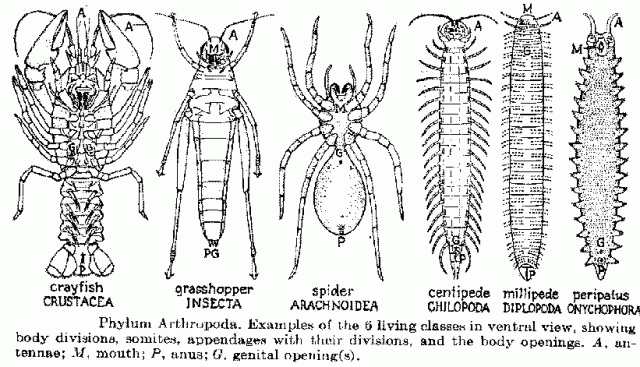 Ízeltlábúak (Arthropoda)