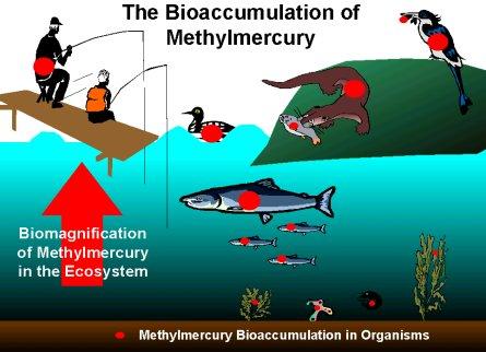http://vceenviroscience.edublogs.org/files/2009/07/bioaccumulation.jpg