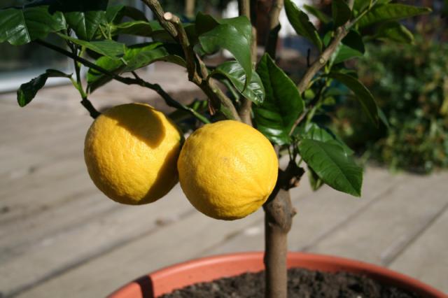 http://www.ubcbotanicalgarden.org/potd/2007/04/citrus_aurantium_subsp_bergamia_1