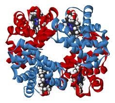 Hemoglobin molekula