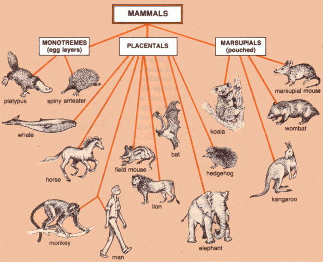emlősök (Mammalia)