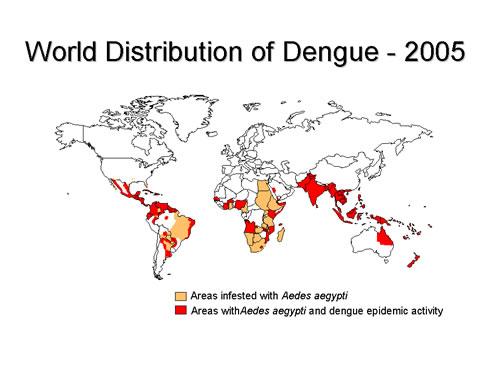 Dangue fever prevalence