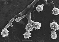 Micromonospora olivasterospora