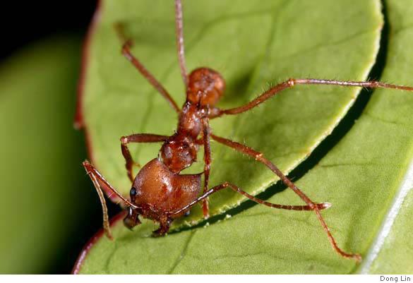 http://imgs.sfgate.com/c/pictures/2008/03/27/mn_ants26.jpg