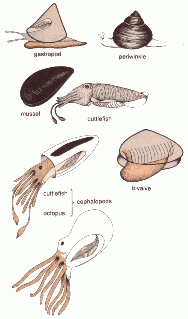 Puhatestűek (Mollusc)