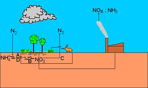 A nitrogén körforgása a természetben