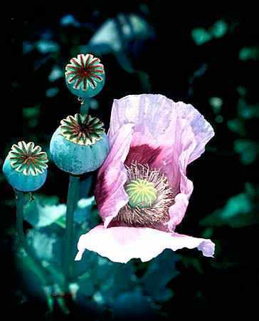 http://www.herbalfire.com/papaver-somniferum-opium-poppy-p-68.html