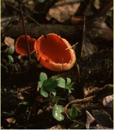 Piros csészegomba (Sarcoscypha coccinea)