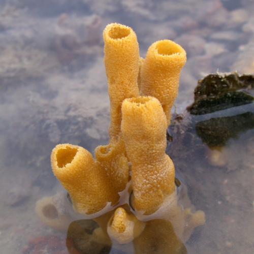 4. törzs: Szivacsok (Porifera)