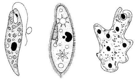  Egysejtűek (Protozoa)