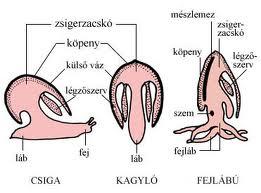 Puhatestűek (Mollusca)