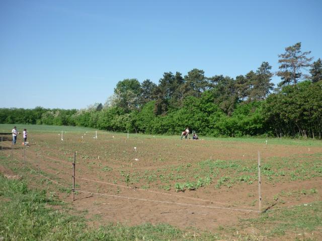 Mintavétel 2015.05.19._7