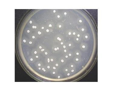Streptomyces aureofaciens