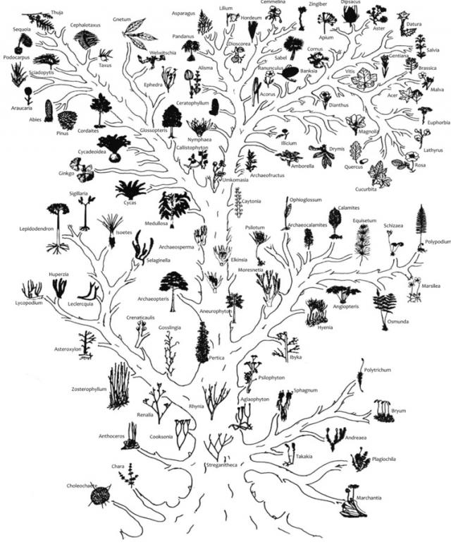 A szárazföldi növények fejlődéstörténeti törzsfája Podani János (2003) szerint