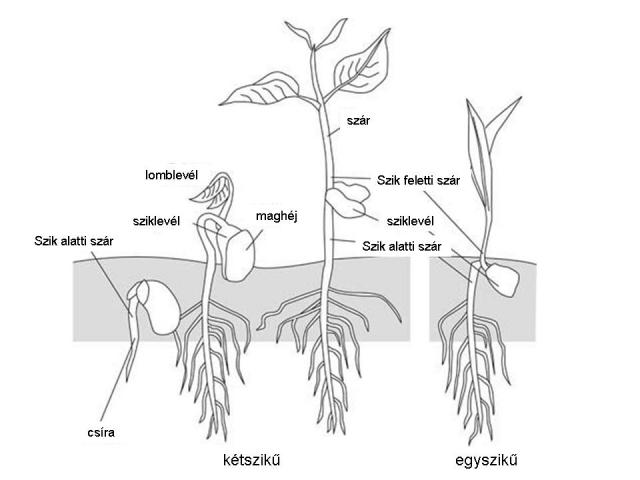 Vascular plant