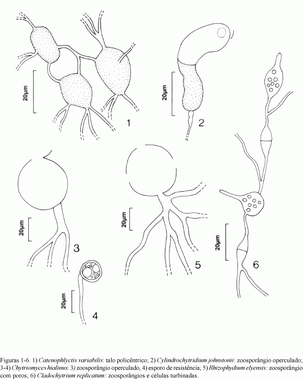 Talajpenészek (Blastocladiales)