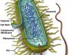 The stucture of the bacterial cell