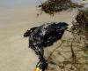 olaj szennyezéstől elpusztult madár a Mexikói-öbölben