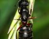Barnatorú lóhangya (Camponotus herculeanus)
